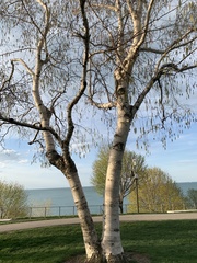 Betula pendula