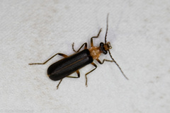 Podabrus flavicollis