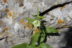 Pseudoturritis turrita