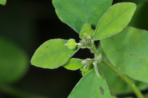 Euphorbia acerensis