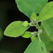 Euphorbia acerensis - Photo (c) aacocucci, algunos derechos reservados (CC BY-NC), subido por aacocucci