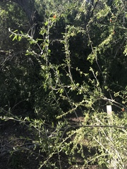 Citharexylum brachyanthum