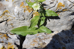 Pseudoturritis turrita