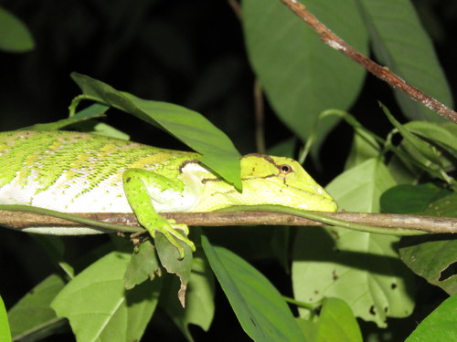 Polychrus liogaster
