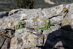 Pseudoturritis turrita