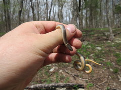 Diadophis punctatus stictogenys