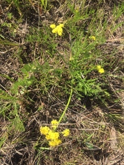 Lomatium bradshawii