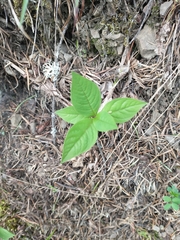 Lysimachia latifolia