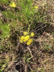 Lomatium bradshawii
