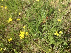 Lomatium bradshawii