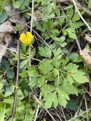 Ranunculus hispidus nitidus