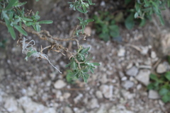 Hormathophylla spinosa