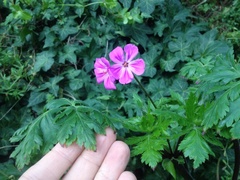 Geranium yeoi