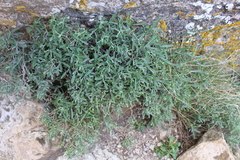 Hormathophylla spinosa