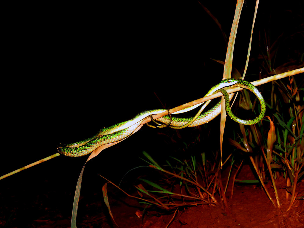 Parrot Snakes