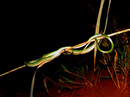 Leptophis bolivianus
