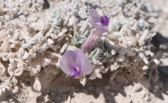 Astragalus phoenix