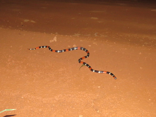 Micrurus frontifasciatus