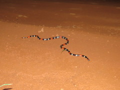 Micrurus lemniscatus