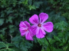 Geranium yeoi