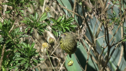 Crithagra scotops