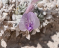 Astragalus phoenix