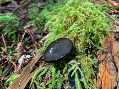 Pseudoplectania vogesiaca