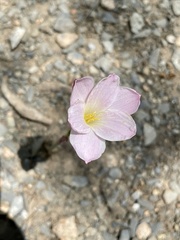 Zephyranthes morrisclintii