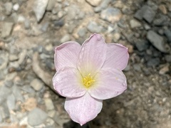 Zephyranthes morrisclintii