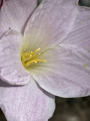 Zephyranthes morrisclintii