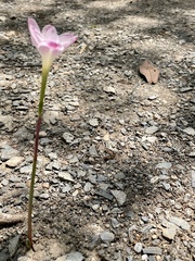 Zephyranthes morrisclintii