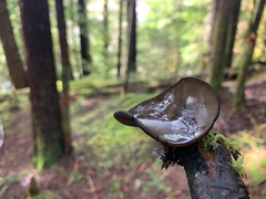 Pseudoplectania vogesiaca