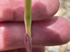Zephyranthes morrisclintii