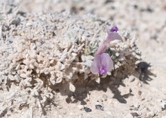 Astragalus phoenix