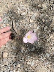 Zephyranthes morrisclintii