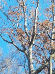 Melanerpes carolinus