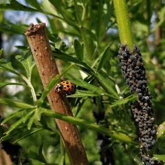 Harmonia axyridis