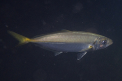 Trachurus