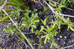 Argyrolobium splendens