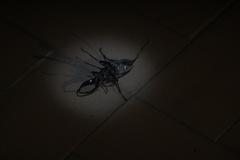 Sphaenognathus feisthamelii