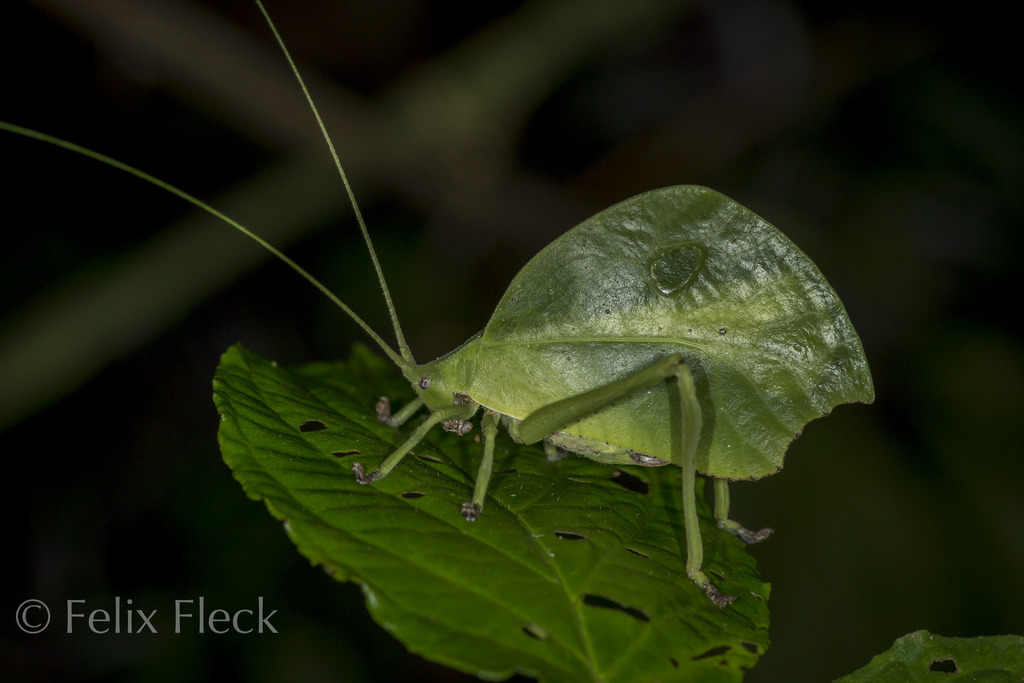 Typophyllum mortuifolium