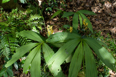 Cephalantheropsis obcordata