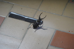 Sphaenognathus feisthamelii