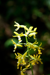Cephalantheropsis obcordata