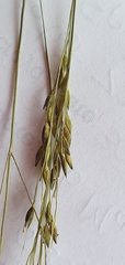Panicum dichotomiflorum