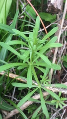 Galium spurium