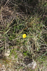 Ranunculus gramineus