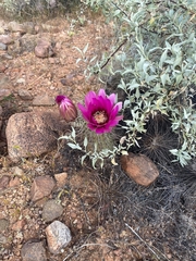 Echinocereus engelmannii