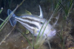 Meuschenia australis