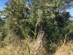 Moquiniastrum polymorphum polymorphum